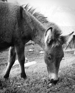 Close-up of horse grazing on field