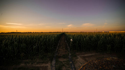 Crops growing on field against sky during sunset