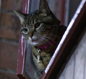 Close-up portrait of a cat looking away