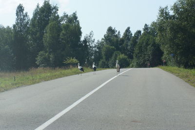 Road amidst trees against sky