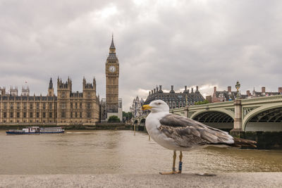 Close-up of seagull perching against big ben