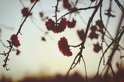 Close-up of cherry blossoms on branch against sky