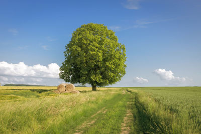 Tree on field against sky