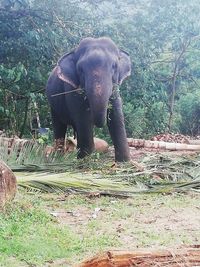 Close-up of elephant in the forest