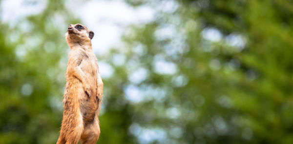 Meerkat on tree