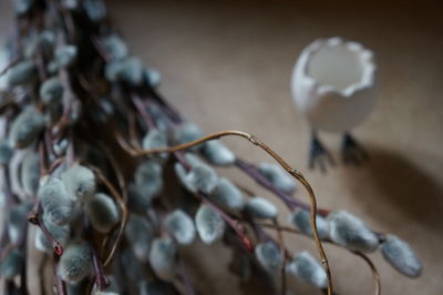 Close-up of plant against blurred background