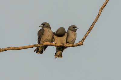 Low angle view of birds perching on branch against sky