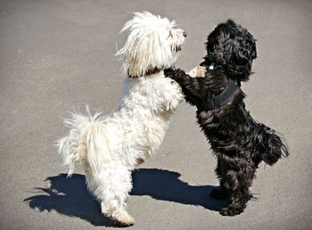 High angle view of dog
