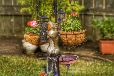 Close-up of potted plant hanging in basket