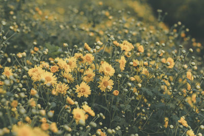 Close-up of yellow flowering plant on field