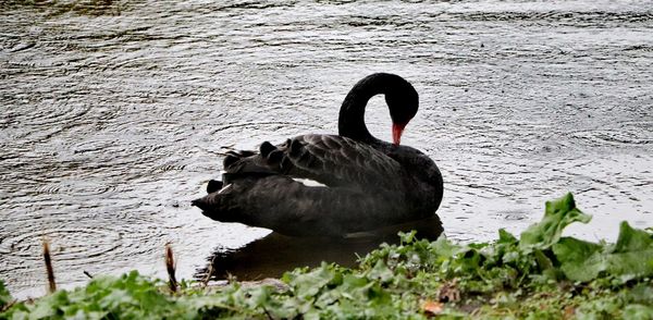 Black swan swimming in lake