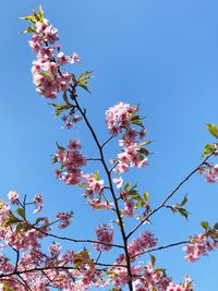 Low angle view of pink flowers against sky