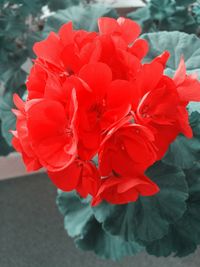 Close-up of red flowers