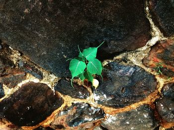 High angle view of small leaf on rock