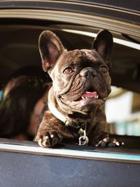 Portrait of a happy dog