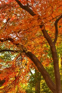 Low angle view of tree in autumn