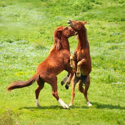 Horses in a field