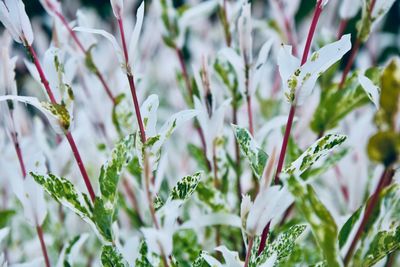 Close-up of flowering plant
