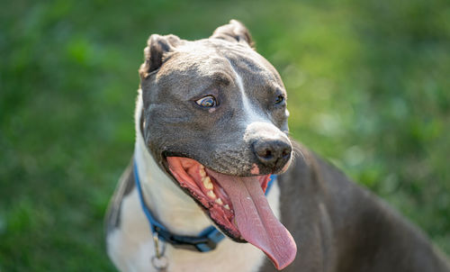 Close-up of dog with sticking tongue out