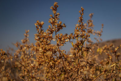 Close-up of flowering plants on field against sky