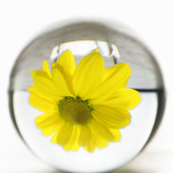 Close-up of yellow flower