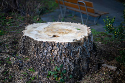 High angle view of tree stump on field