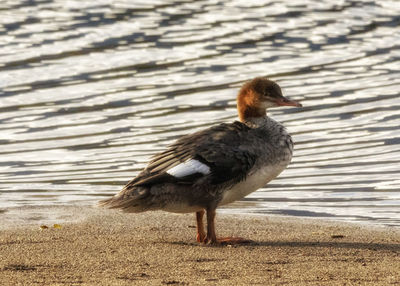 View of duck at lakeshore