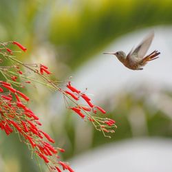 Close-up of bird flying