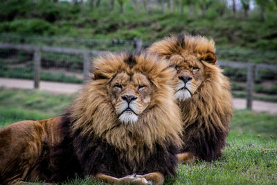 Portrait of cats relaxing outdoors