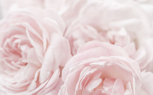 Close-up of white roses