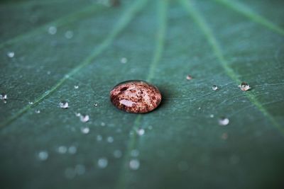 Close-up of crab on wet leaf