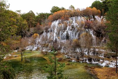 Scenic view of waterfall in forest
