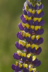 Close-up of purple flowering plant