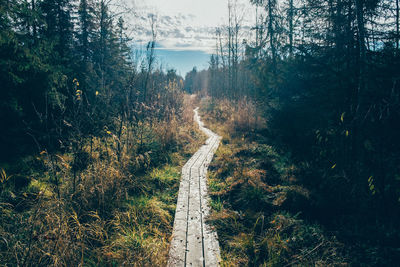 Road amidst trees in forest