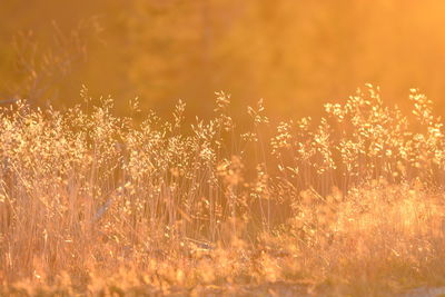 Plants on field during autumn