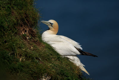 Gannet perching on rock