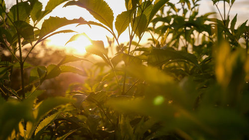 Close-up of plants growing on field against sky