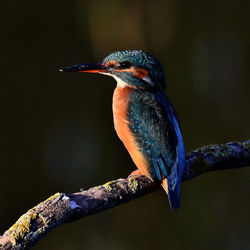 Close-up of bird perching on branch