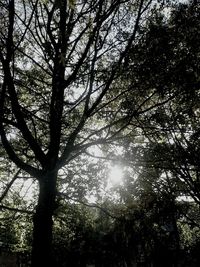 Low angle view of trees