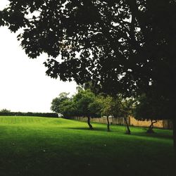 Trees on grassy field