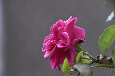 Close-up of pink flower blooming outdoors