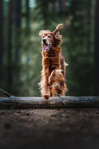 Close-up of dog standing on street