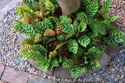 High angle view of plants