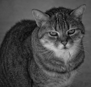 Close-up portrait of cat