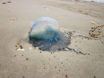 Close-up of jellyfish on beach
