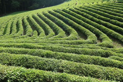 Scenic view of green tea field