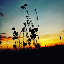 Silhouette plants growing on field against sky during sunset
