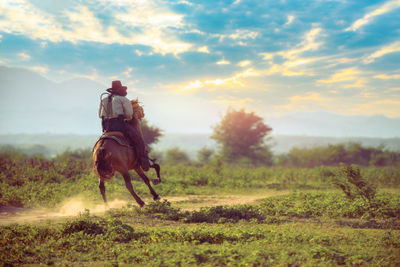 Horse in a field