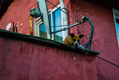 A dog emotionally looking down from the balcony of the house