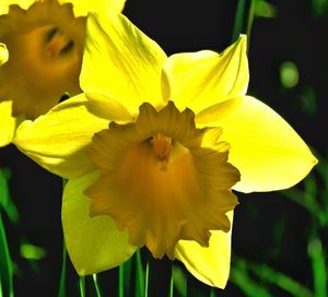 Close-up of yellow flower